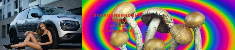 наркотики  Вологда  Псилоцибиновые грибы Psilocybe 